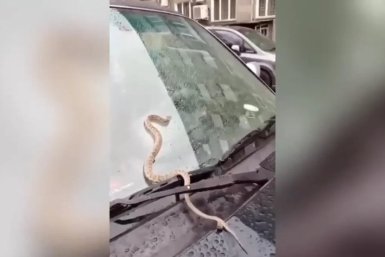Ядовитого щитомордника обнаружили на капоте автомобиля в Иркутске Пресс-служба ГУ МВД России по Иркутской области
